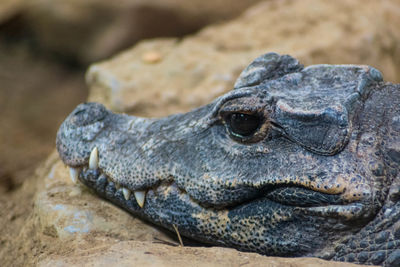 Close-up of a turtle