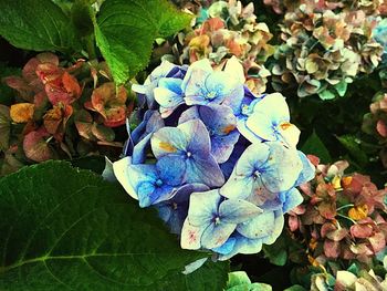 High angle view of hydrangea flowers
