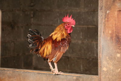 Close-up of rooster