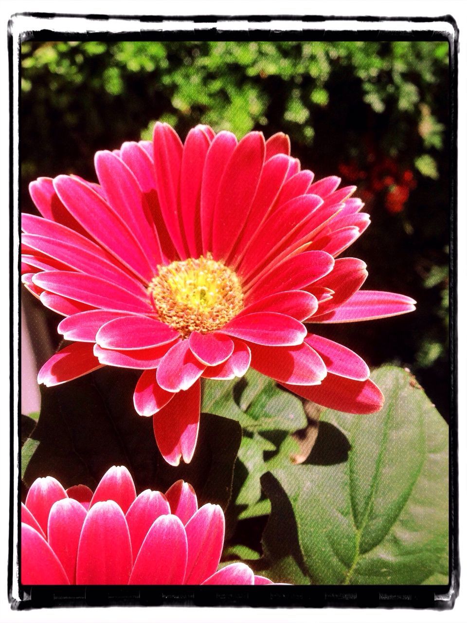 flower, transfer print, petal, freshness, flower head, fragility, auto post production filter, beauty in nature, growth, close-up, single flower, focus on foreground, red, blooming, pink color, nature, pollen, plant, in bloom, stamen