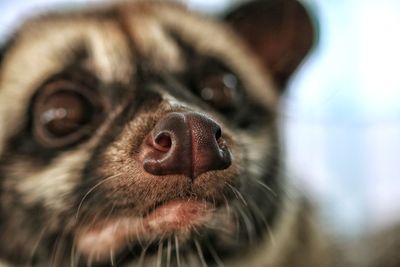 Close-up of sugar glider