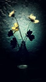 Close-up of leaves on water