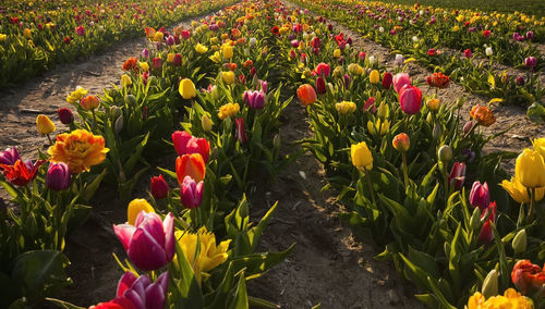 Red tulips in garden