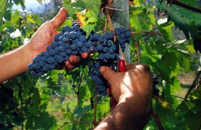 Cropped hands of person cutting grapes at vineyard