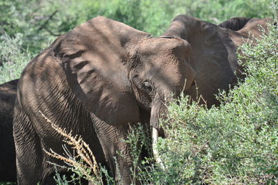 Close-up of elephant in a forest