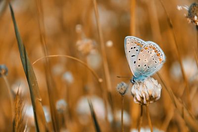 Close-up of butterfly on flower field