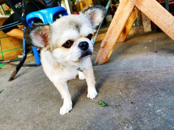 High angle portrait of a dog