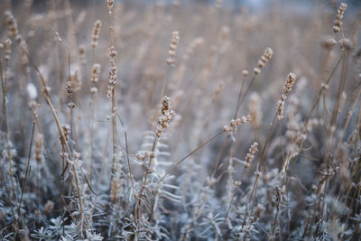 Close-up of stalks in field