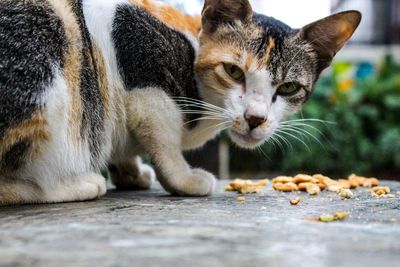 Close-up of cat eating