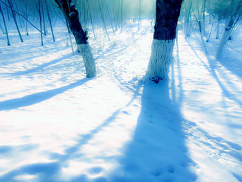 Trees on snow covered landscape