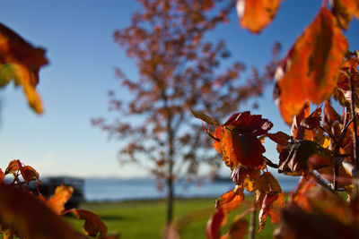 Close-up of orange leaves on plant during autumn