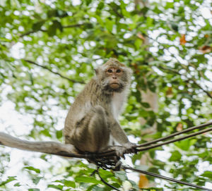 Low angle view of monkey sitting on tree