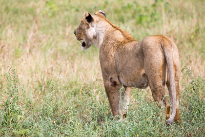 Lioness standing on grassy field