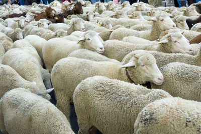 Sheep grazing on field