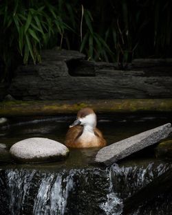 Duck swimming on lake