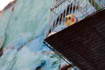 Low angle view of bird in cage against building