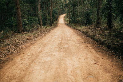 Road amidst trees in forest