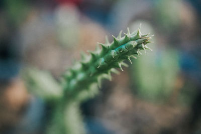 Close-up of caterpillar on plant
