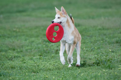 Dog on grass