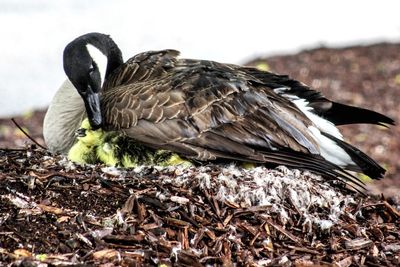 Close-up of bird perching