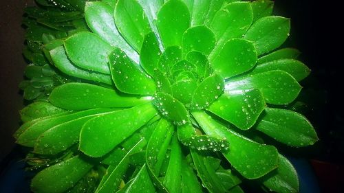 Close-up of wet plant