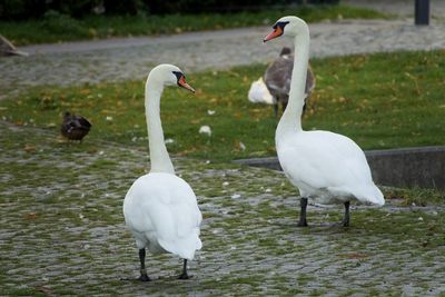 Swans on street