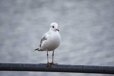 Close-up of seagull perching on retaining wall