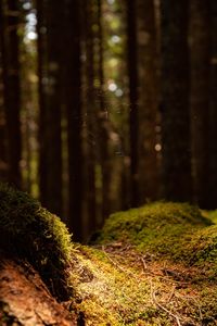 Trees growing in forest