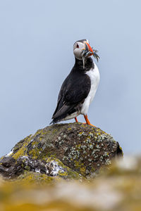 Close-up of bird perching on rock