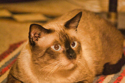 Close-up portrait of a cat