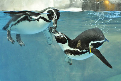 High angle view of penguins swimming in sea