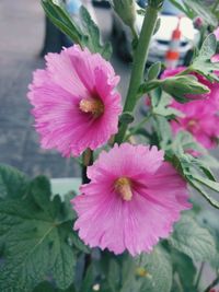 Close-up of pink flowering plant