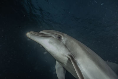 Close-up of fish swimming in sea