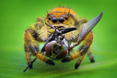 Close-up of bee on flower