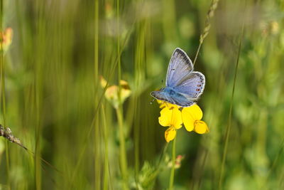 Close-up of butterfly pollinating on flower