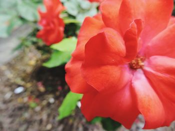 Close-up of red flowers