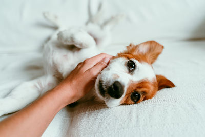 Portrait of dog relaxing on bed