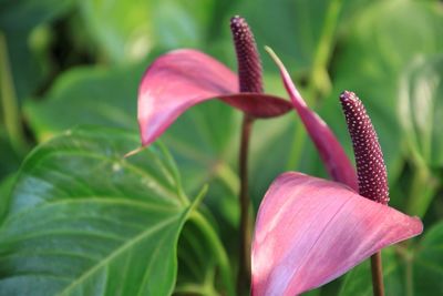 Close-up of pink flowering plant