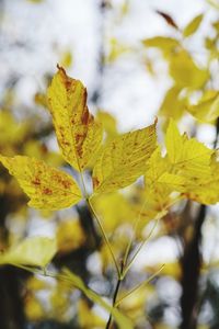 Close-up of yellow maple leaves