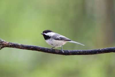 Close-up of bird perching on branch