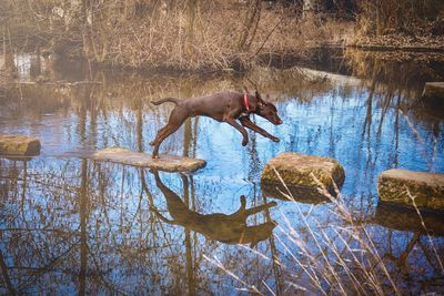 Reflection of dog in lake