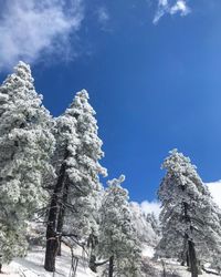 Low angle view of snow covered tree against sky