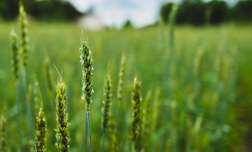 Close-up of wheat growing on field