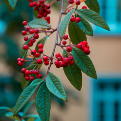 Close-up of red berries growing on tree