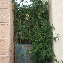 Close-up of ivy on plants