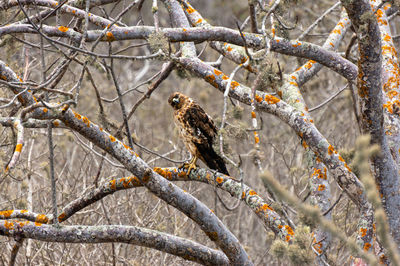 Low angle view of bird perching on branch