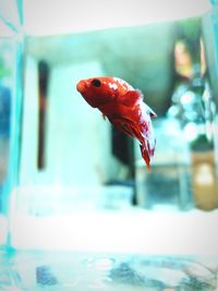 Close-up of fish swimming in tank