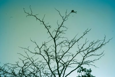 Low angle view of bare tree against clear blue sky