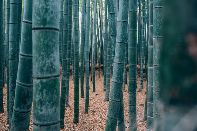 Full frame shot of bamboo trees in forest