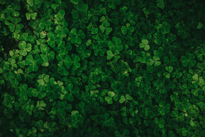 Full frame shot of plants